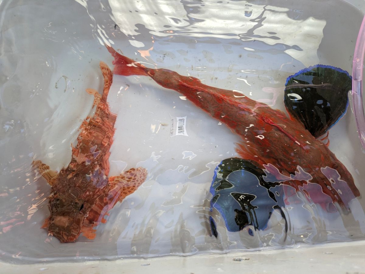 アングラー13993089さんの釣果 1枚目の画像