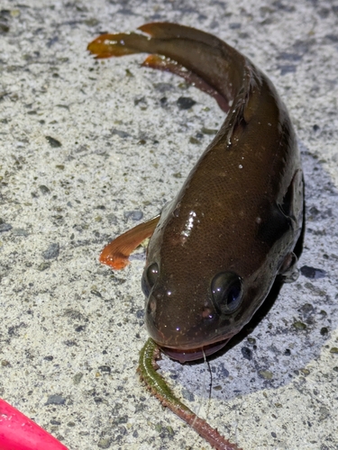 ドンコの釣果