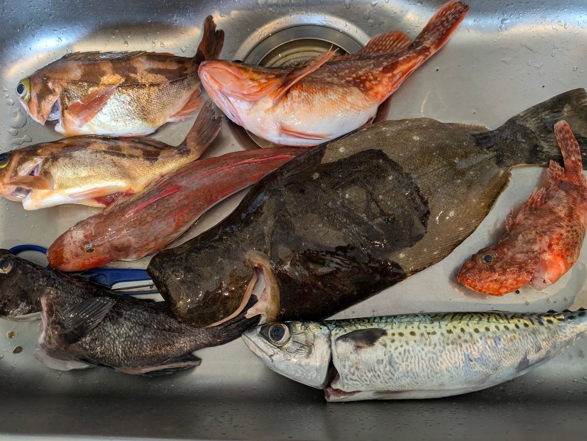 アングラー13993089さんの釣果 2枚目の画像