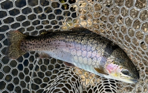 トラウトの釣果