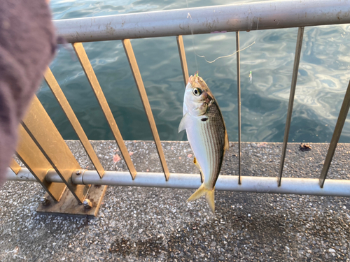 コノシロの釣果