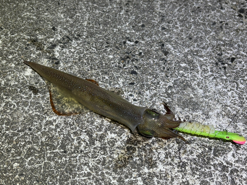 ヤリイカの釣果