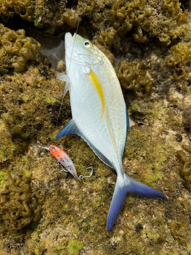 メッキの釣果