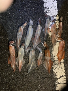 ヤリイカの釣果