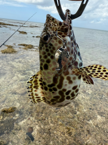 イシミーバイの釣果