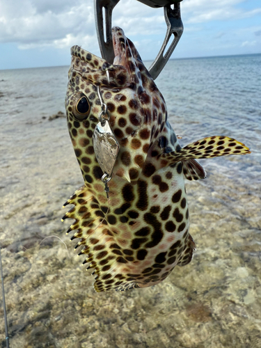 イシミーバイの釣果