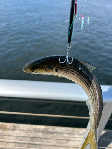 コノシロの釣果