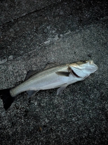 セイゴ（マルスズキ）の釣果