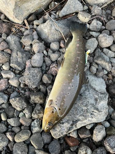 ブラウントラウトの釣果