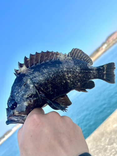 ムラソイの釣果