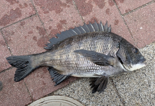 クロダイの釣果