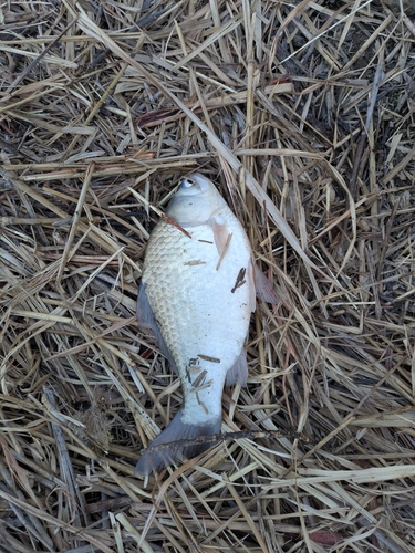 ヘラブナの釣果