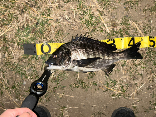 チヌの釣果