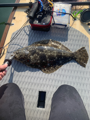 ヒラメの釣果