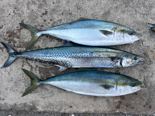 サワラの釣果