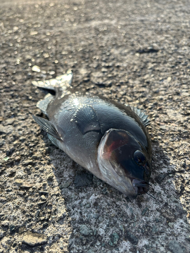 オナガグレの釣果