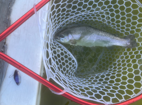 ニジマスの釣果