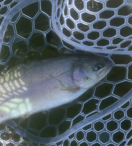 ニジマスの釣果