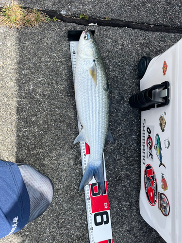 タイワンメナダの釣果