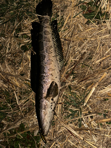 ライギョの釣果