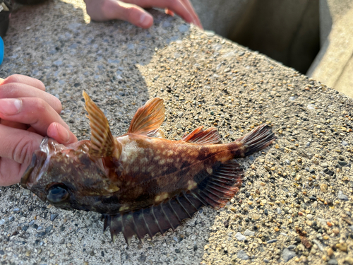 カサゴの釣果