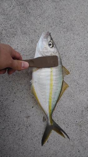 ヒラアジの釣果