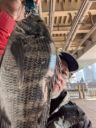 クロダイの釣果