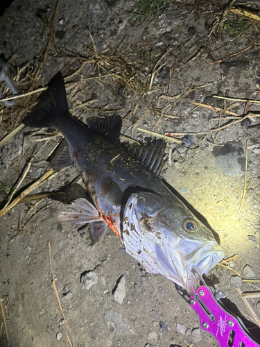 シーバスの釣果