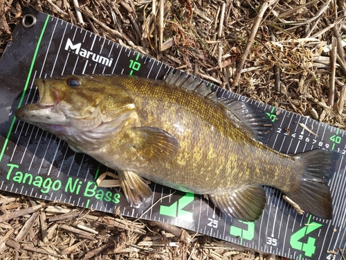 スモールマウスバスの釣果