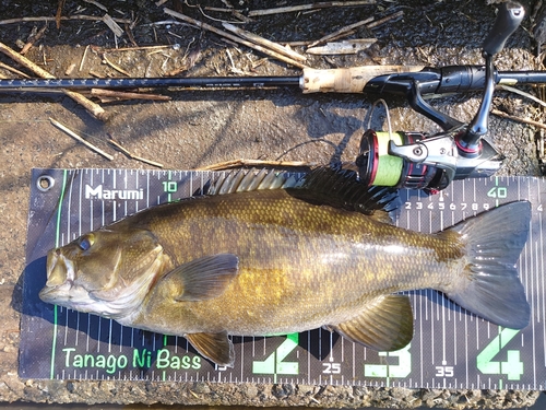 スモールマウスバスの釣果