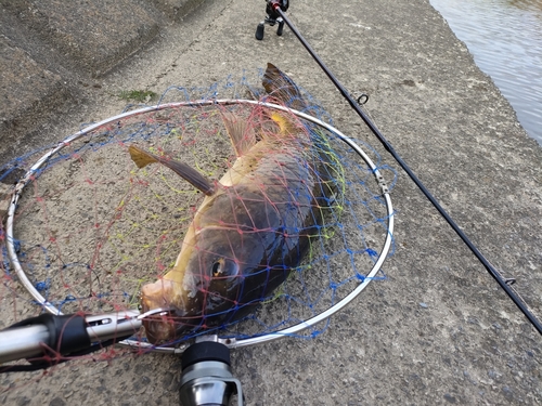 コイの釣果