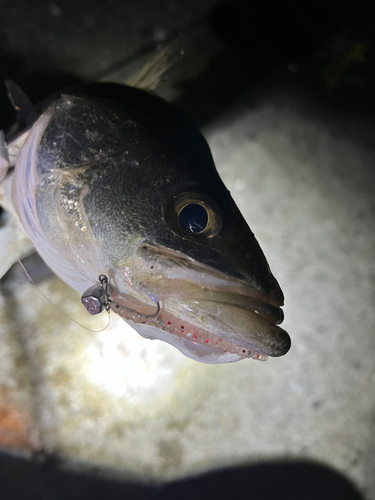 セイゴ（マルスズキ）の釣果