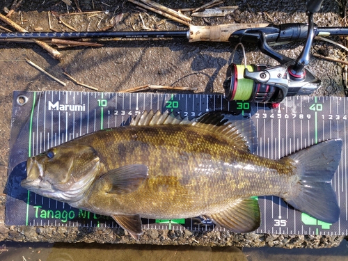 スモールマウスバスの釣果