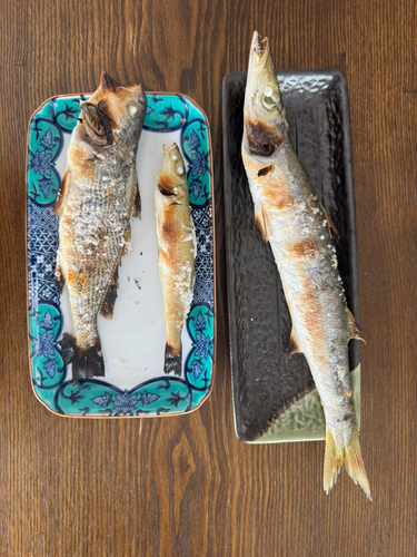 カマスの釣果