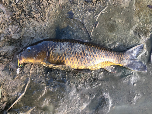 コイの釣果