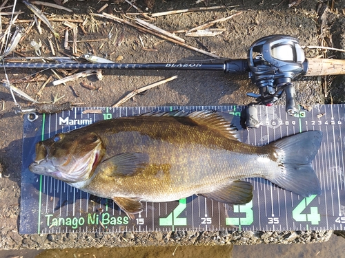 スモールマウスバスの釣果