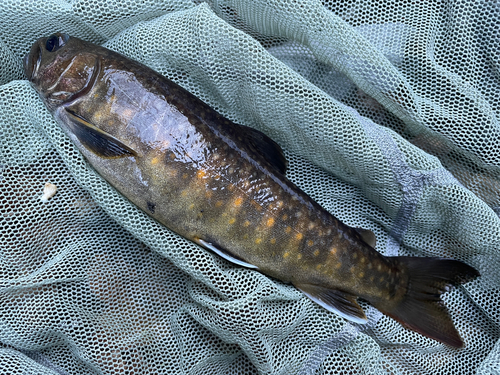 イワナの釣果