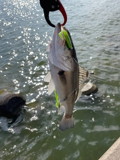 セイゴ（マルスズキ）の釣果