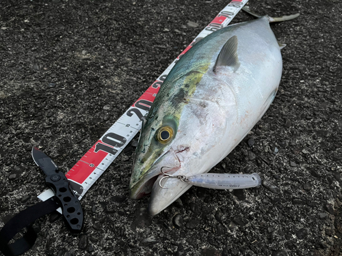 メジロの釣果