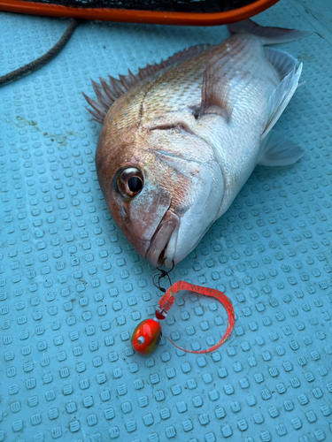 マダイの釣果