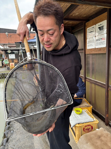 コイの釣果