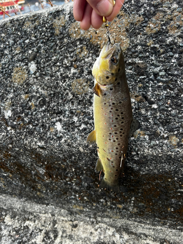 ブラウントラウトの釣果