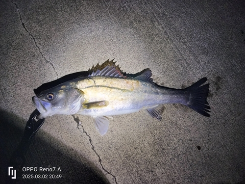 シーバスの釣果