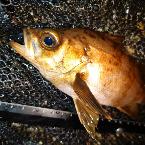 メバルの釣果