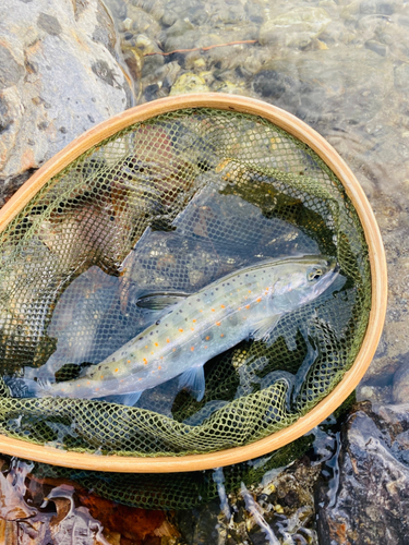 アマゴの釣果