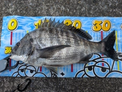 クロダイの釣果