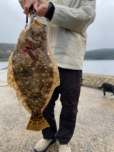 ヒラメの釣果