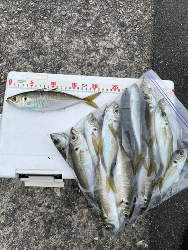 アジの釣果