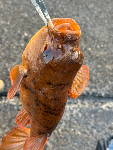 アカメフグの釣果