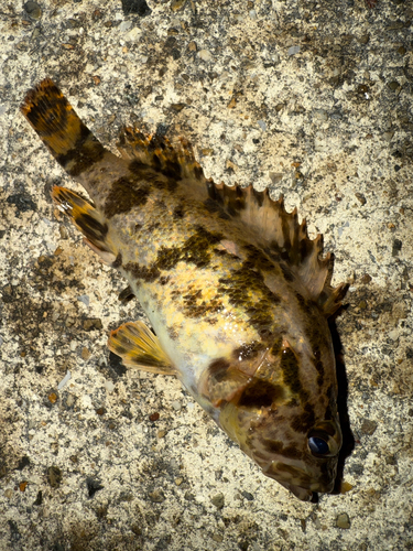 タケノコメバルの釣果